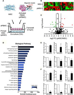 miR-155 Contributes to the Immunoregulatory Function of Human Mesenchymal Stem Cells